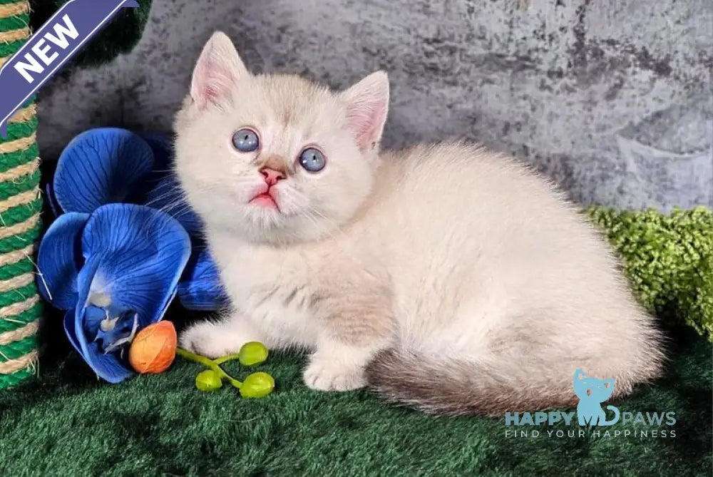 Orpheus Munchkin male blue tabby pointed live animals