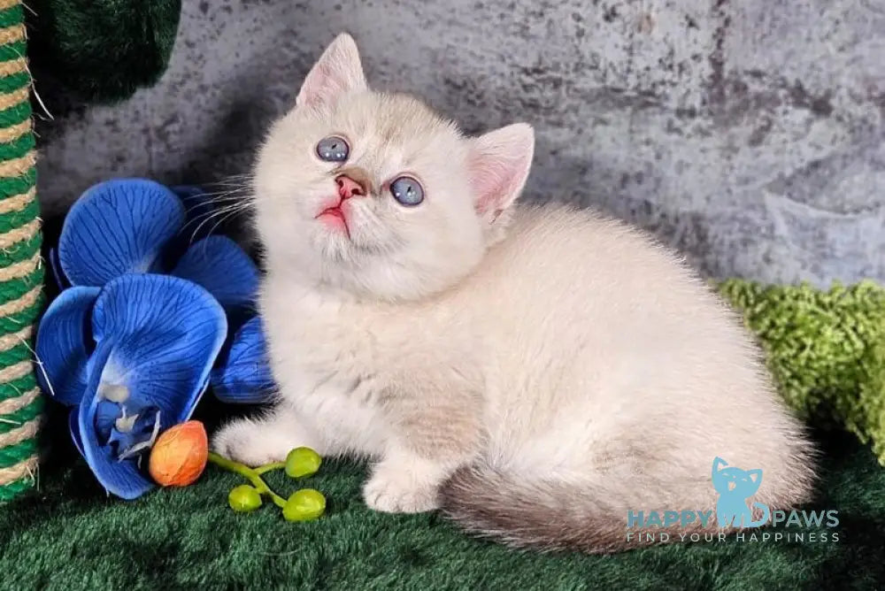 Orpheus Munchkin male blue tabby pointed live animals