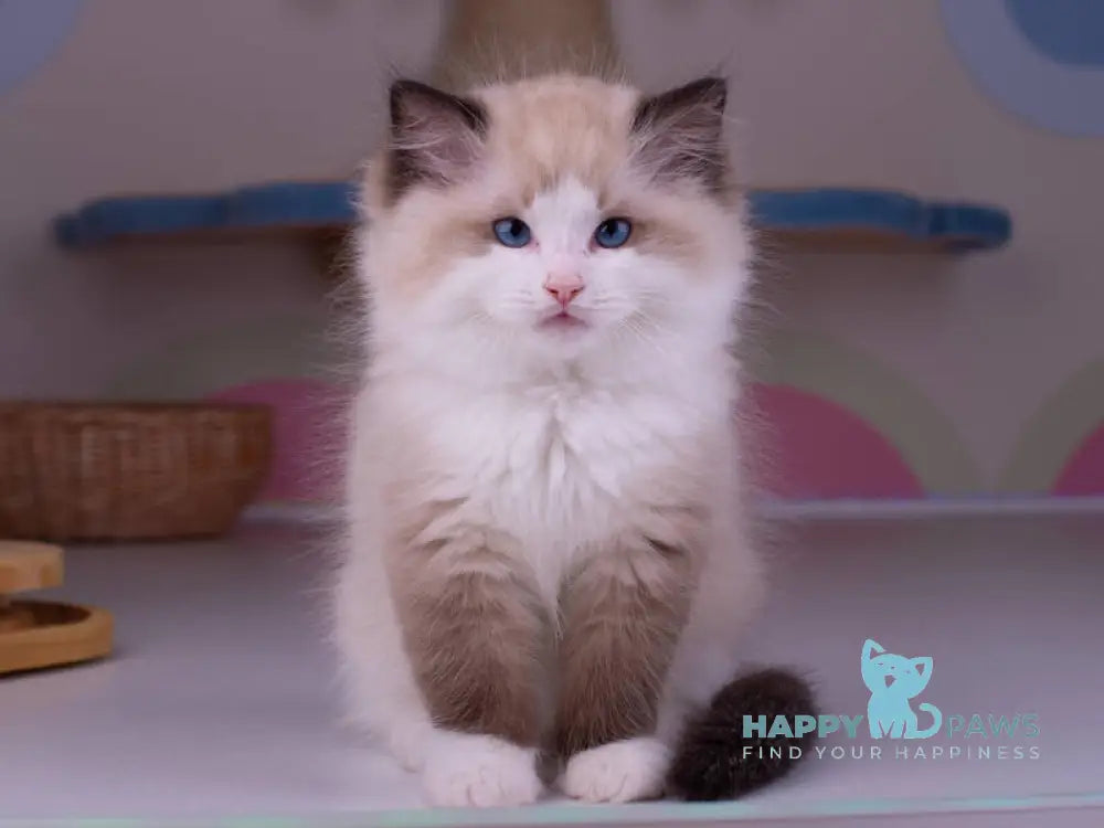 Orpheus Ragdoll male seal lynx bicolour live animals