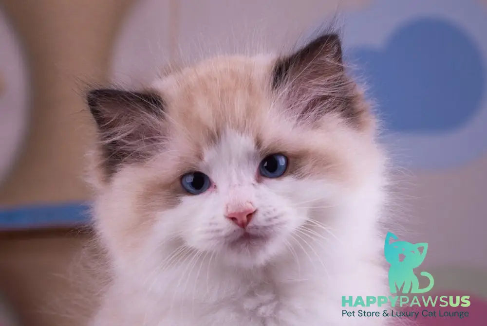 Orpheus Ragdoll male seal lynx bicolour live animals