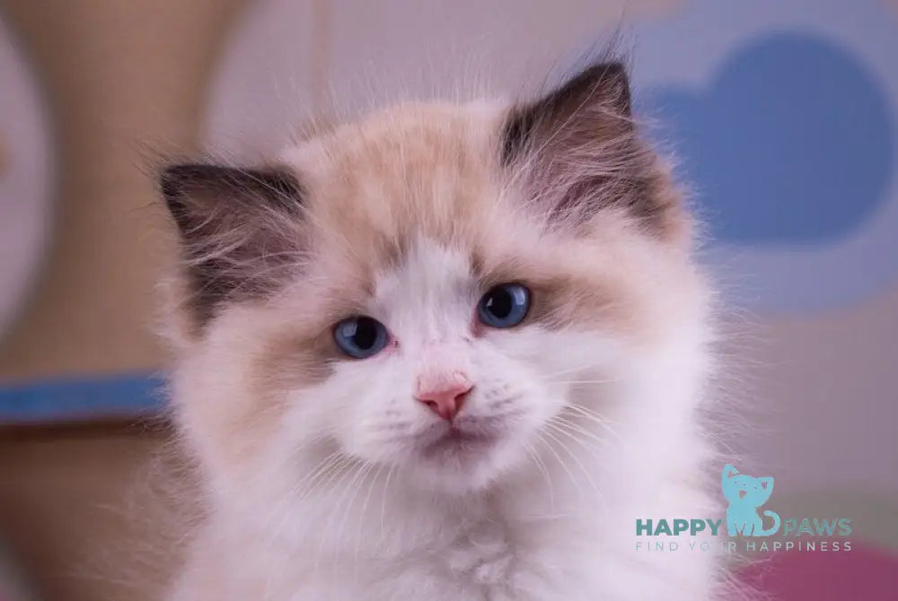 Orpheus Ragdoll male seal lynx bicolour live animals