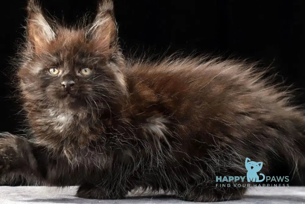 Orson Maine Coon male black silver live animals