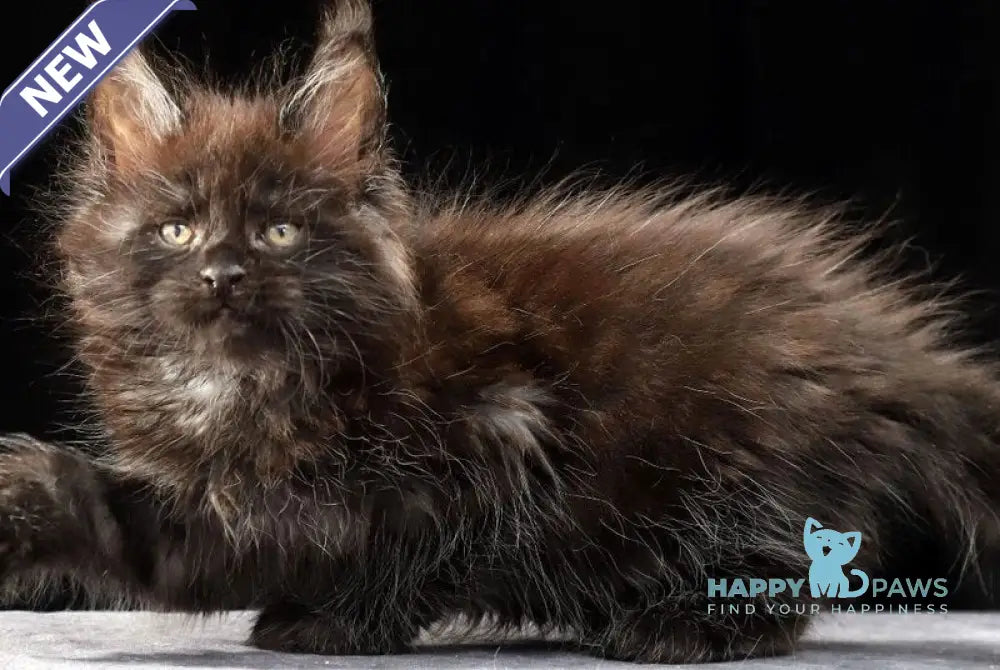Orson Maine Coon male black silver live animals