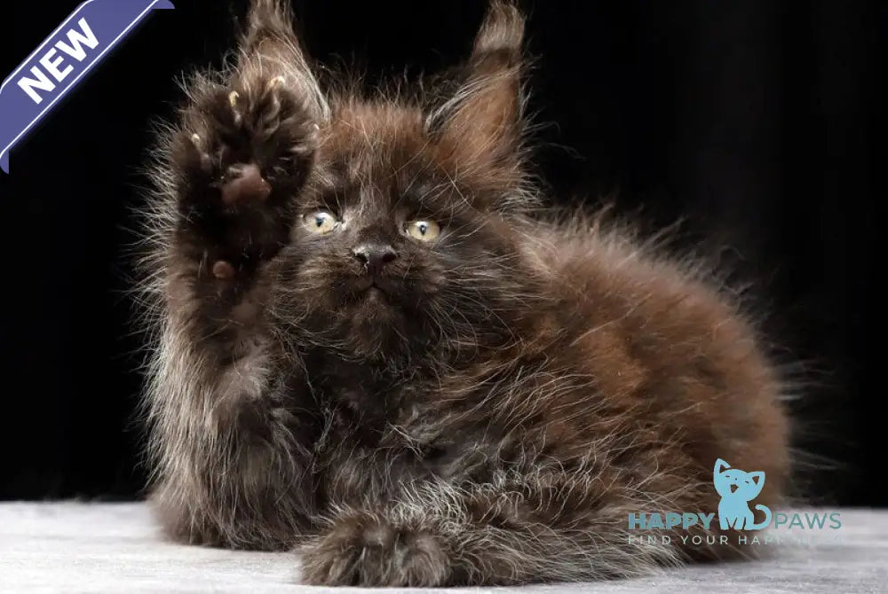 Orson Maine Coon male black silver live animals