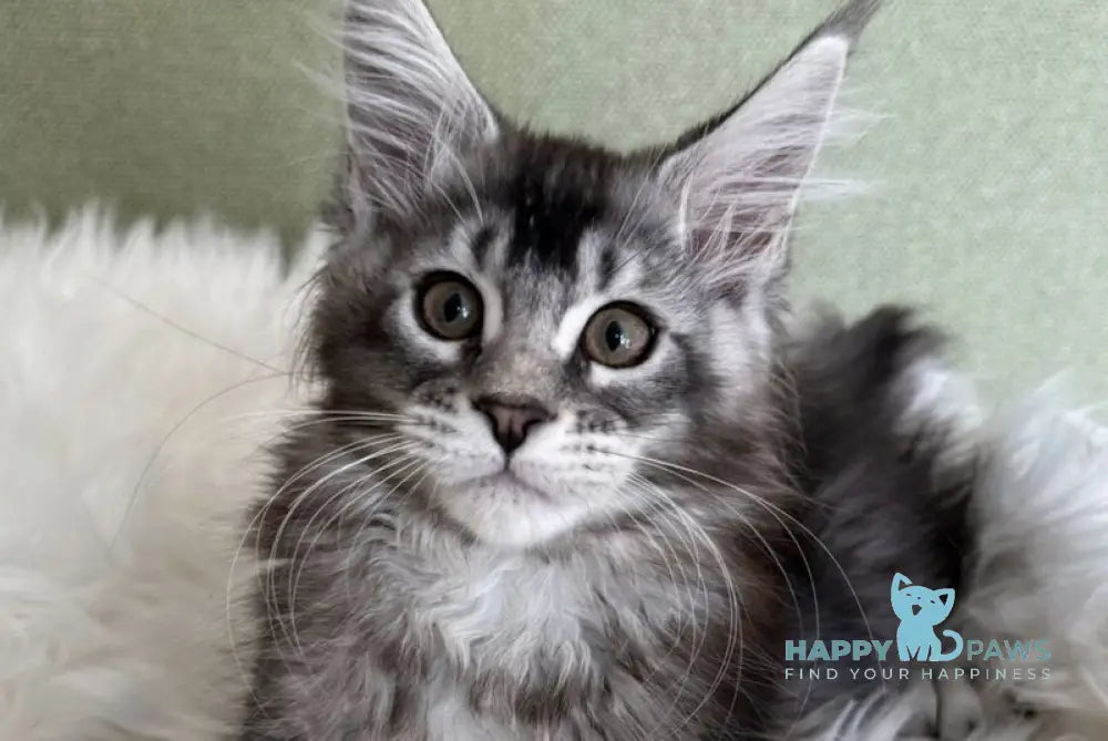 Orvel Maine Coon male polydactyl black silver ticked tabby live animals