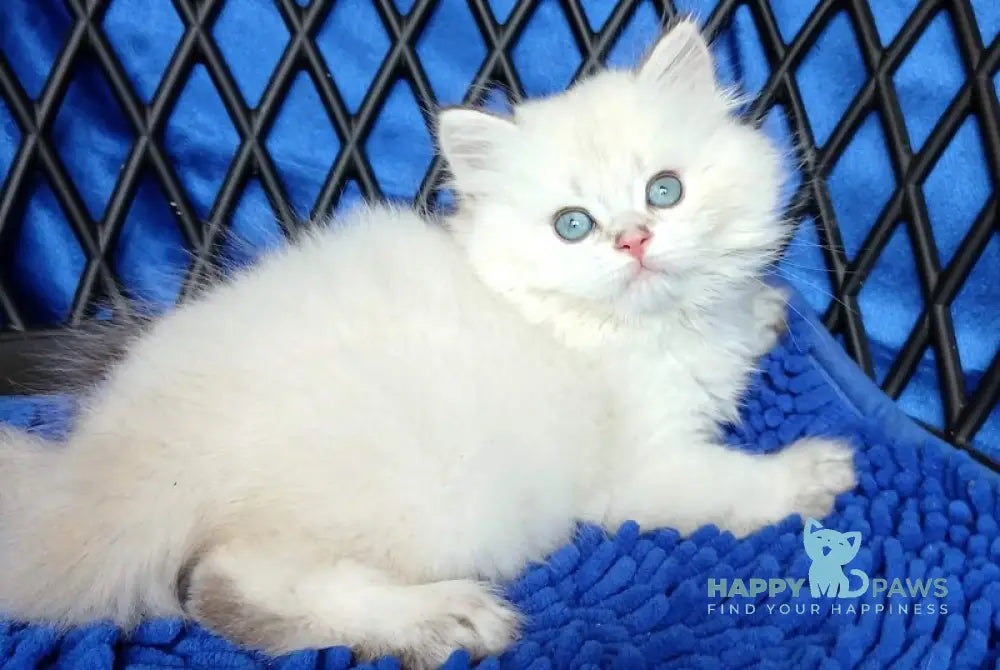Oscar British Longhair male white chinchilla pointed live animals
