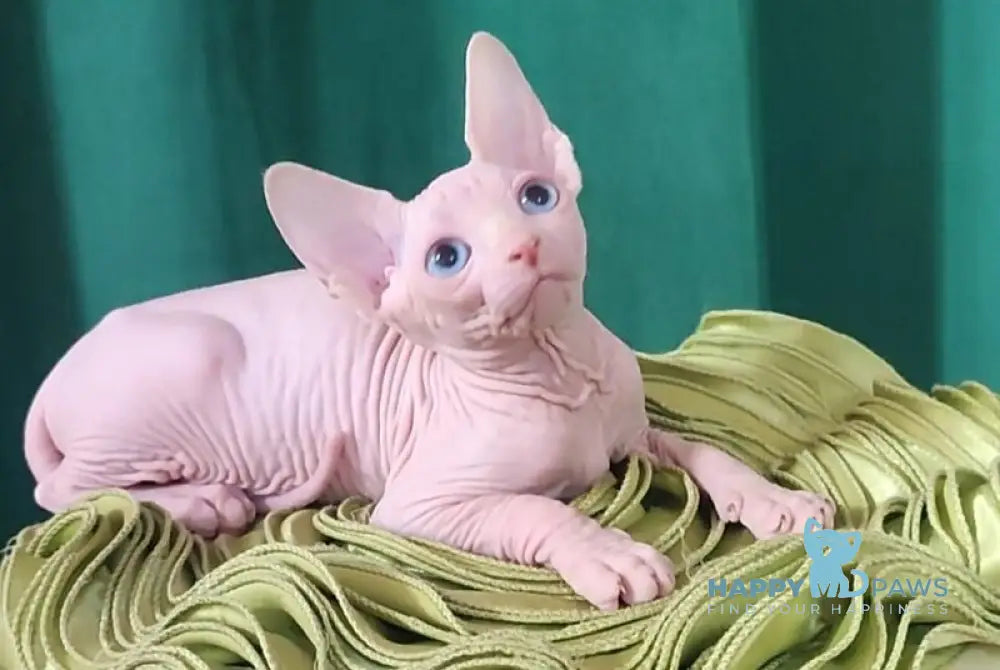 Oscar Canadian Sphynx male white live animals