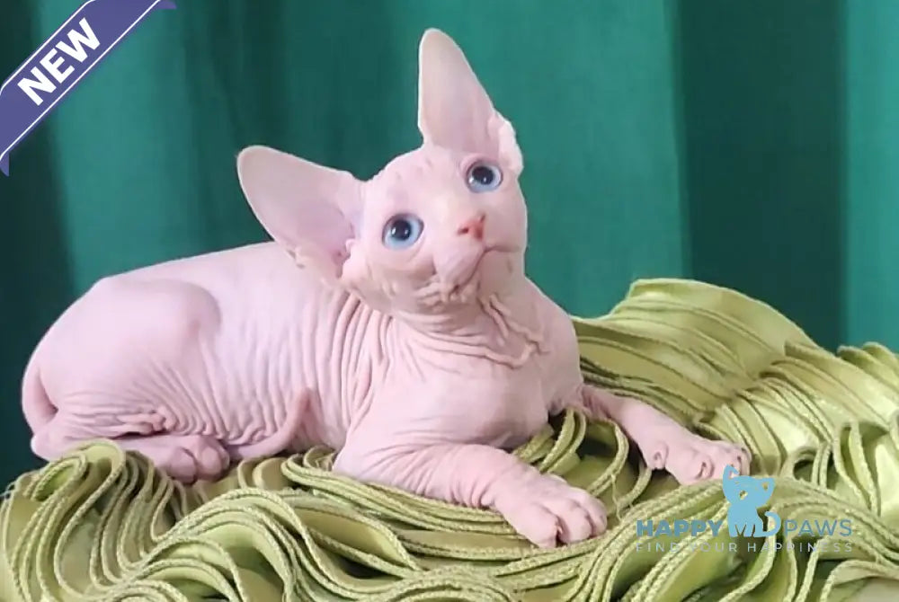 Oscar Canadian Sphynx male white live animals