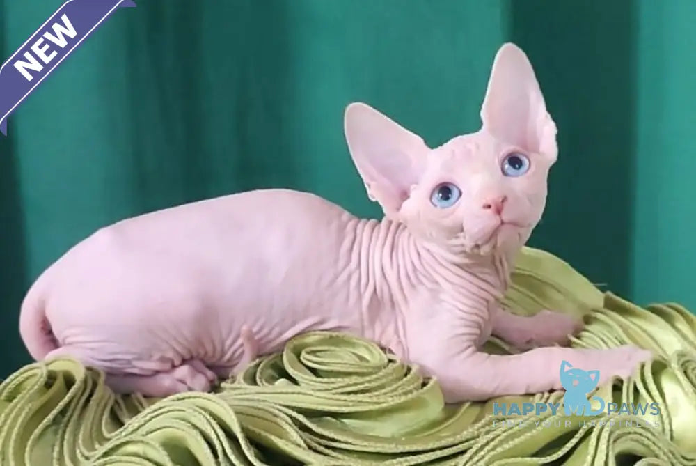 Oscar Canadian Sphynx male white live animals