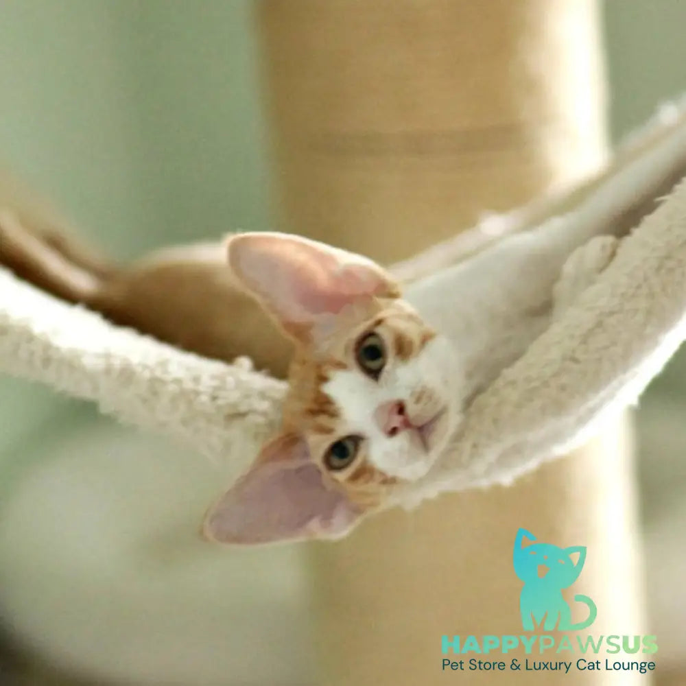 Oscar Devon Rex male red bicolour - live animals