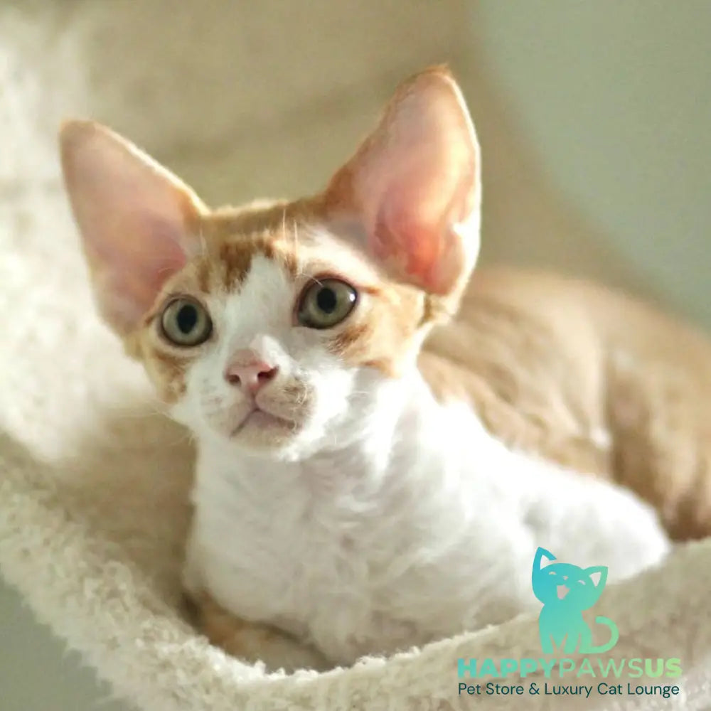 Oscar Devon Rex male red bicolour - live animals