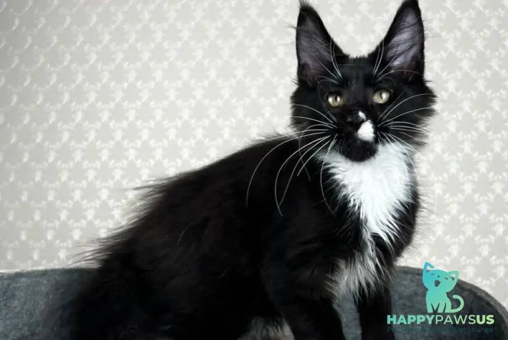 Oscar Maine Coon male black bicolour - live animals