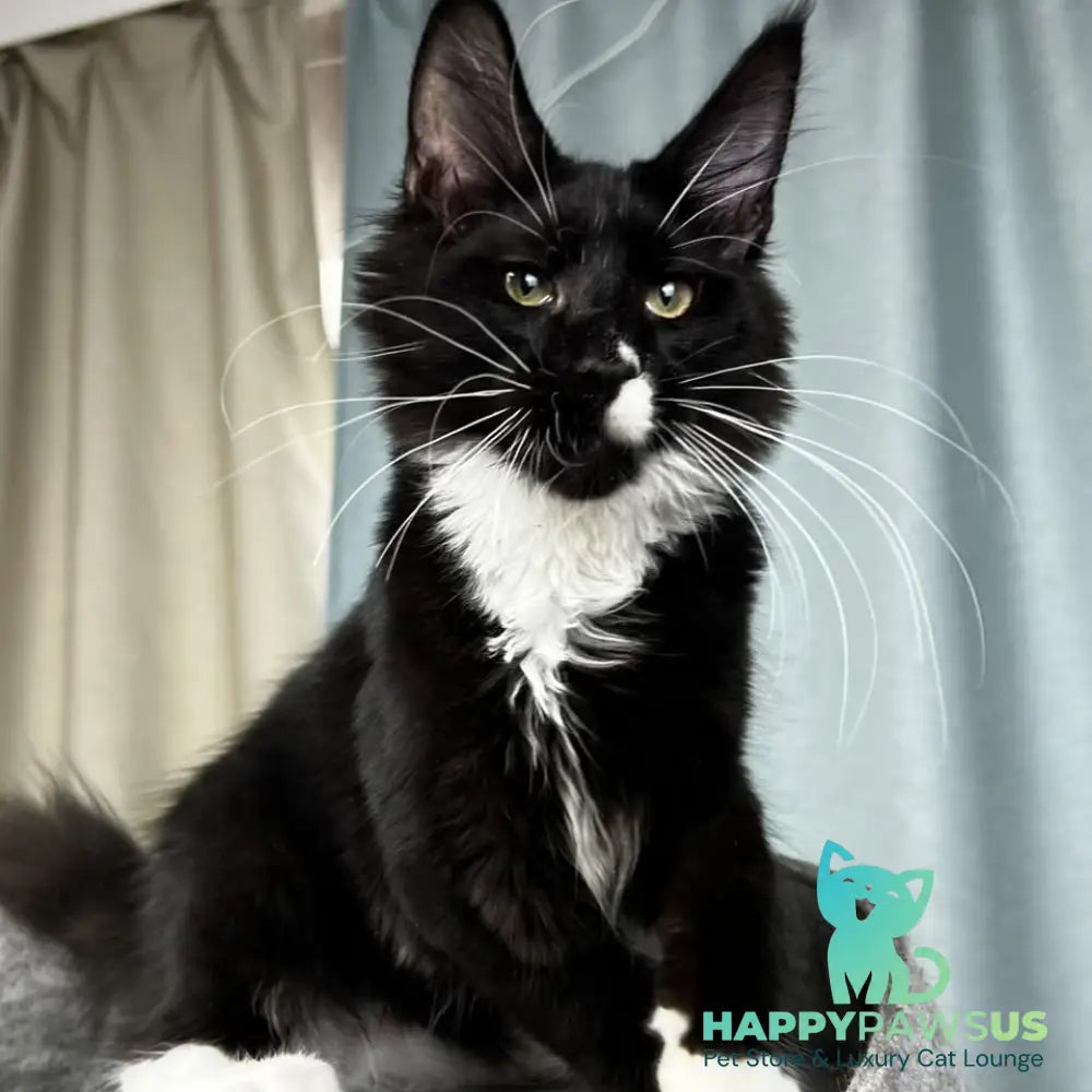 Oscar Maine Coon male black bicolour - live animals