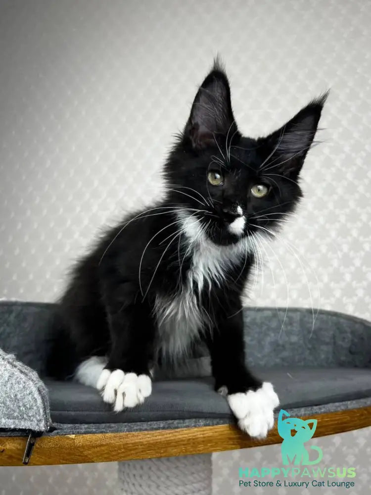 Oscar Maine Coon male black bicolour - live animals