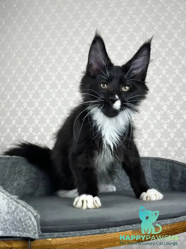 Oscar Maine Coon male black bicolour - live animals