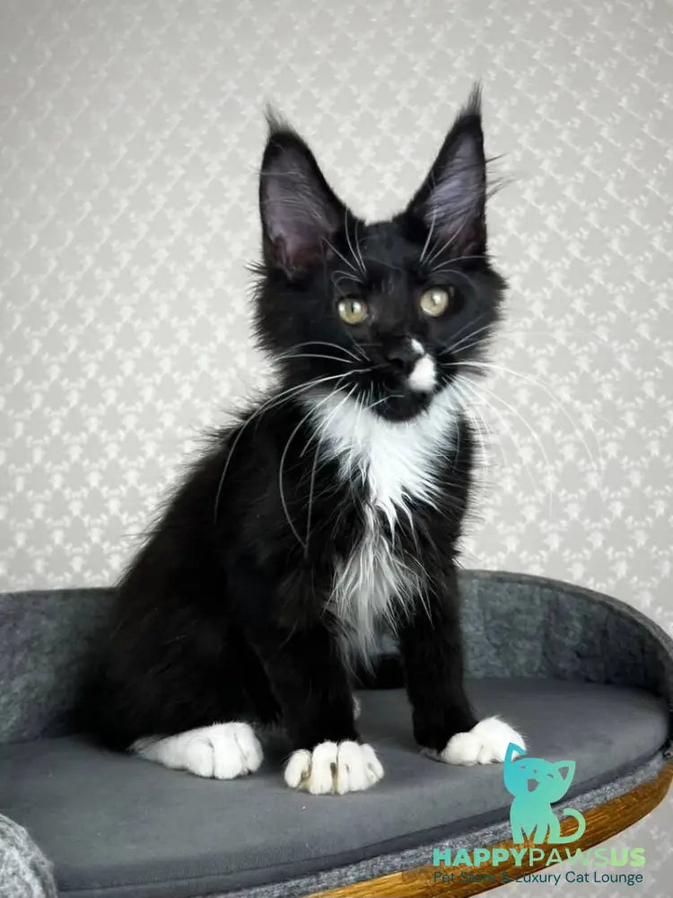 Oscar Maine Coon male black bicolour - live animals