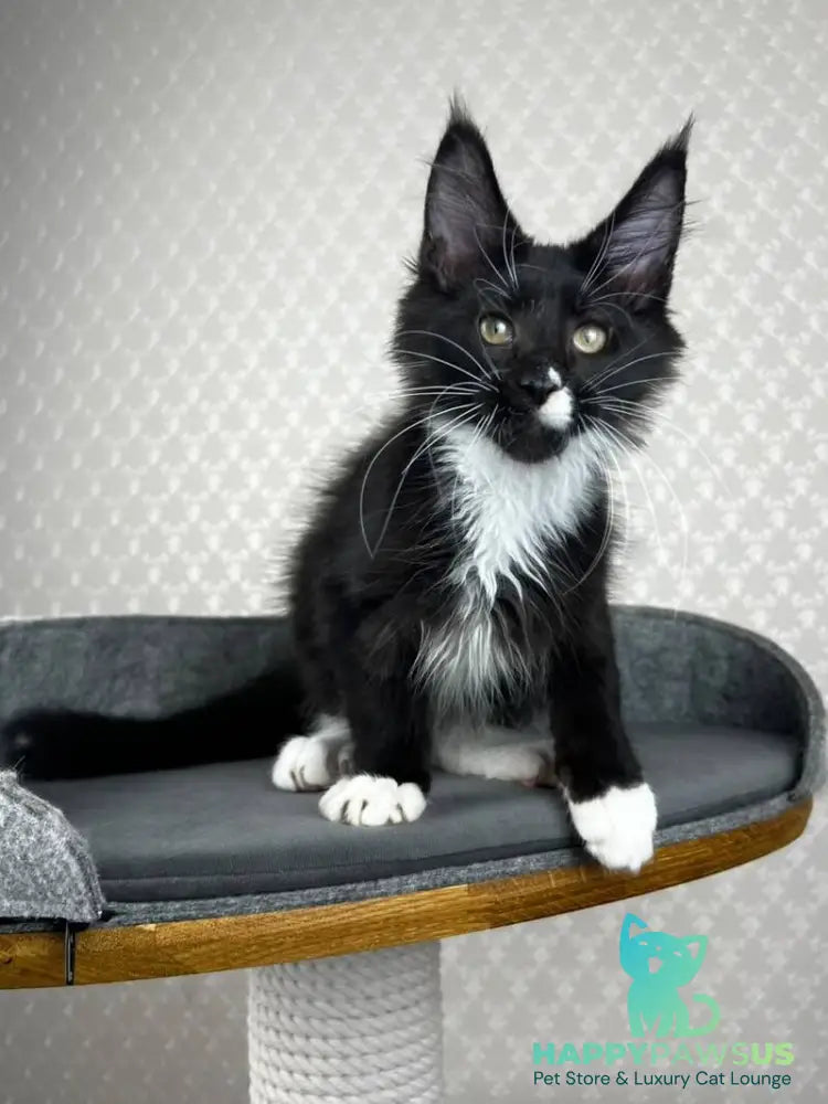 Oscar Maine Coon male black bicolour - live animals