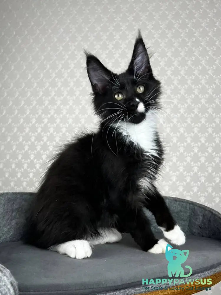 Oscar Maine Coon male black bicolour - live animals