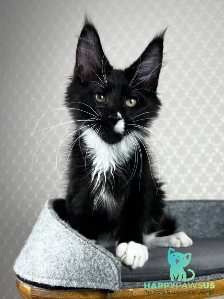 Oscar Maine Coon male black bicolour - live animals