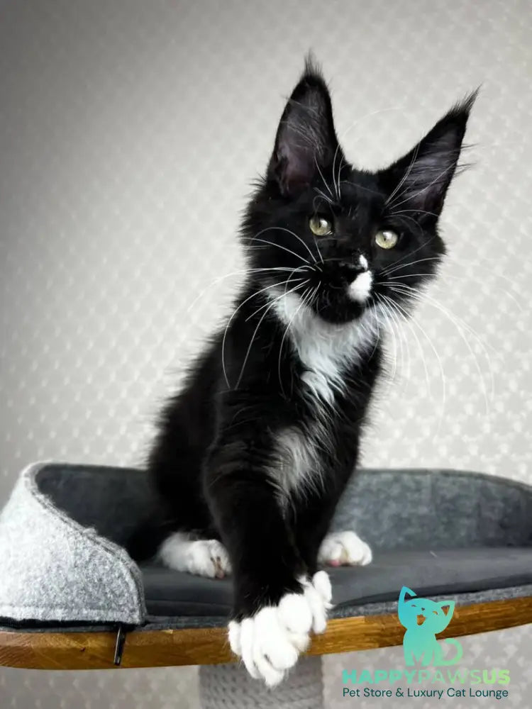 Oscar Maine Coon male black bicolour - live animals