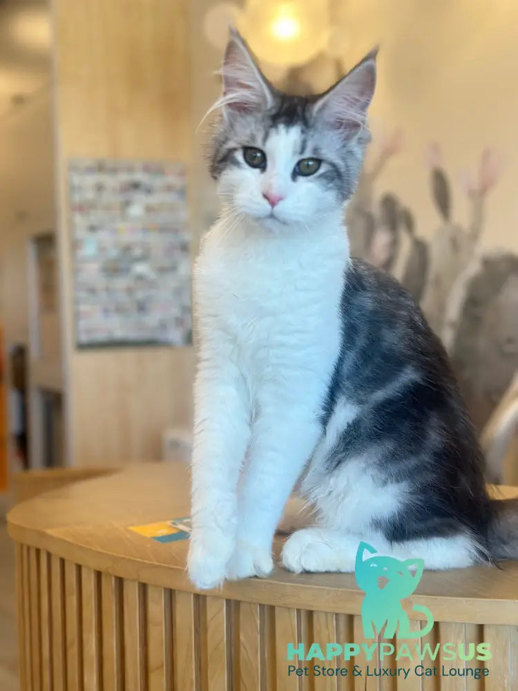 Oscar Maine Coon male black silver tabby bicolour live animals