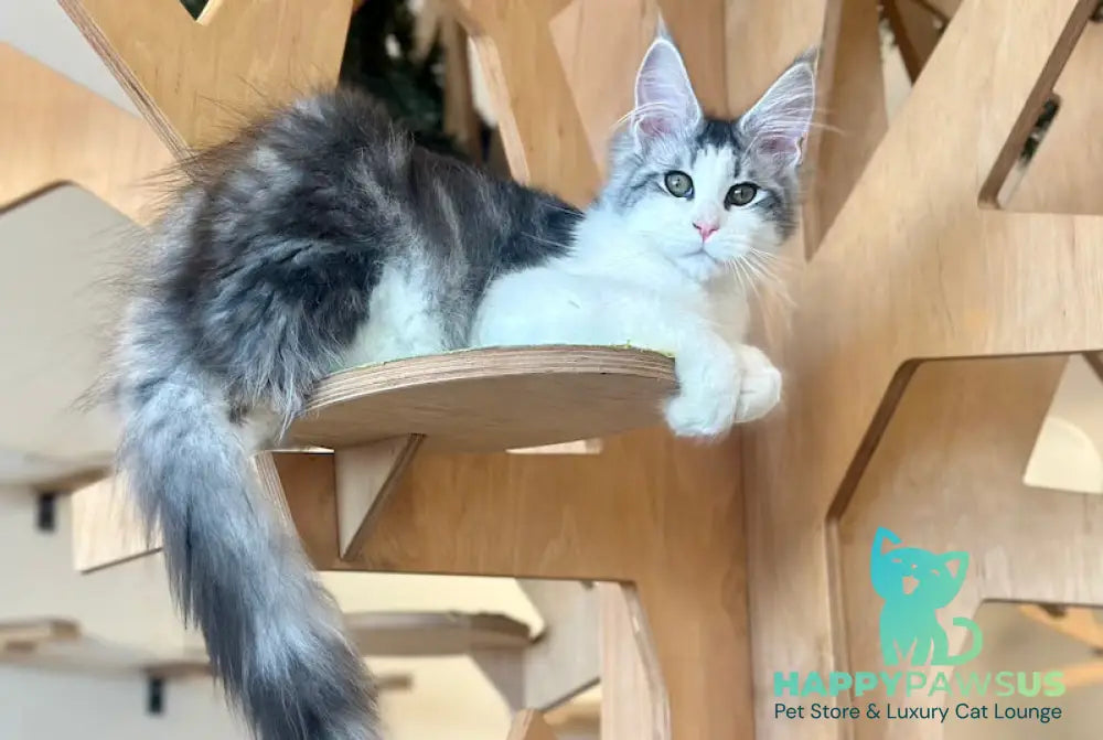 Oscar Maine Coon male black silver tabby bicolour live animals
