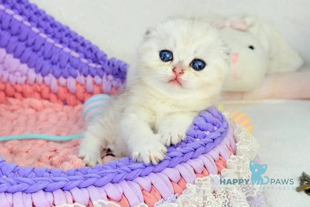 Oscar Scottish Fold male black silver shaded live animals
