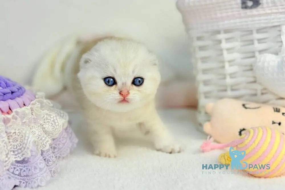 Oscar Scottish Fold male black silver shaded live animals