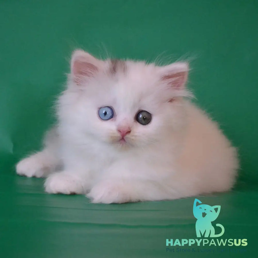 Oscar Scottish Straight male black silver tabby van - live animals