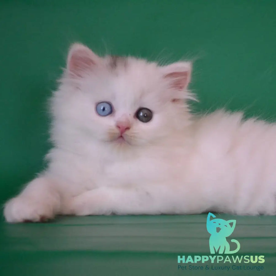 Oscar Scottish Straight male black silver tabby van - live animals