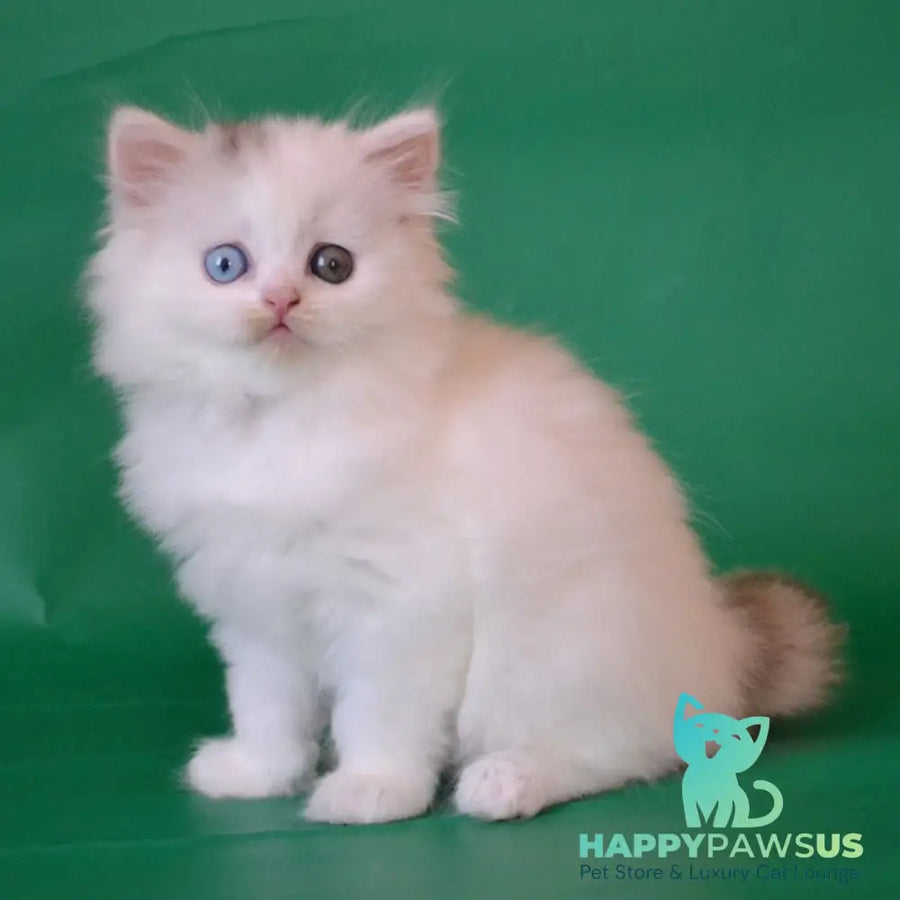 Oscar Scottish Straight male black silver tabby van - live animals