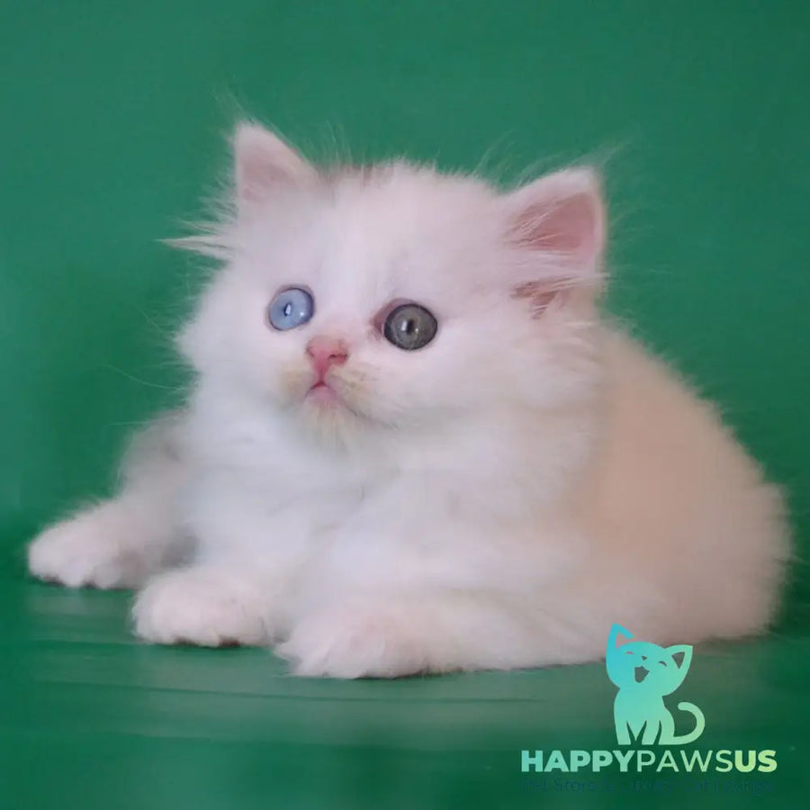 Oscar Scottish Straight male black silver tabby van - live animals