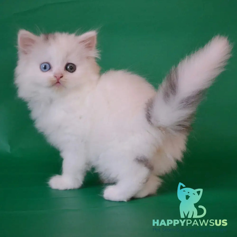 Oscar Scottish Straight male black silver tabby van - live animals