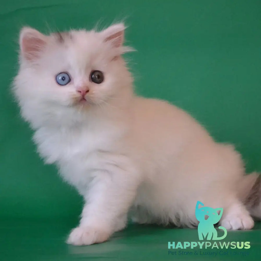 Oscar Scottish Straight male black silver tabby van - live animals