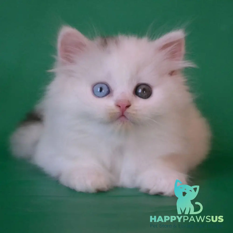 Oscar Scottish Straight male black silver tabby van - live animals