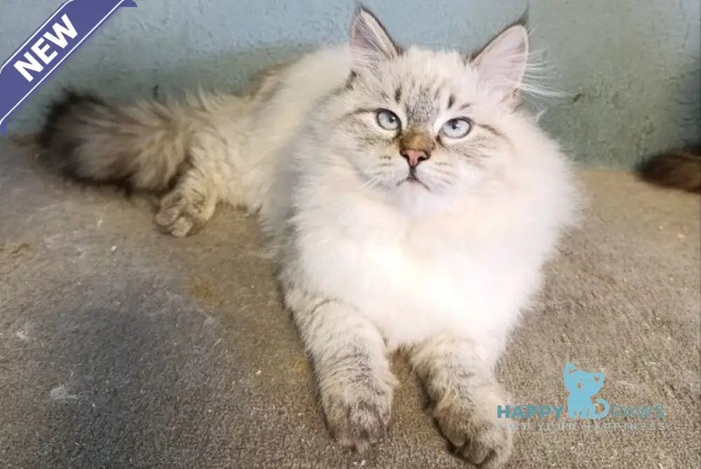 Oscar Siberian male blue pointed live animals