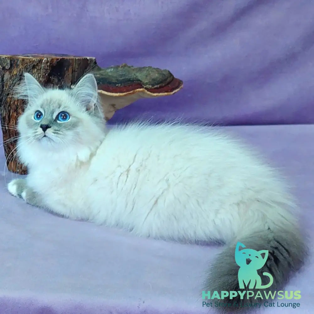 Oscar Siberian male blue with white tabby pointed - live animals