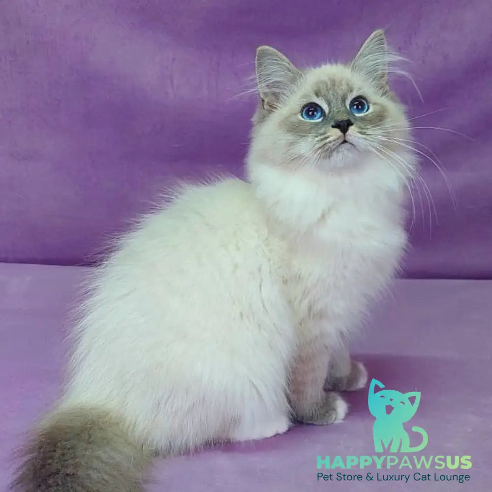 Oscar Siberian male blue with white tabby pointed - live animals