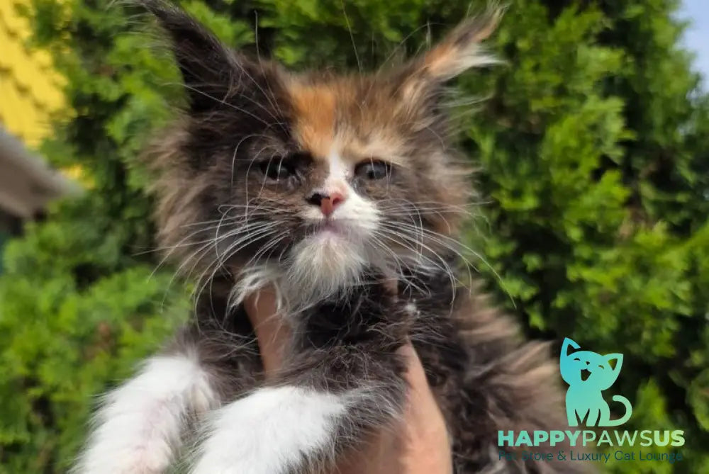 Osen Maine Coon female black tortie bicolour - live animals