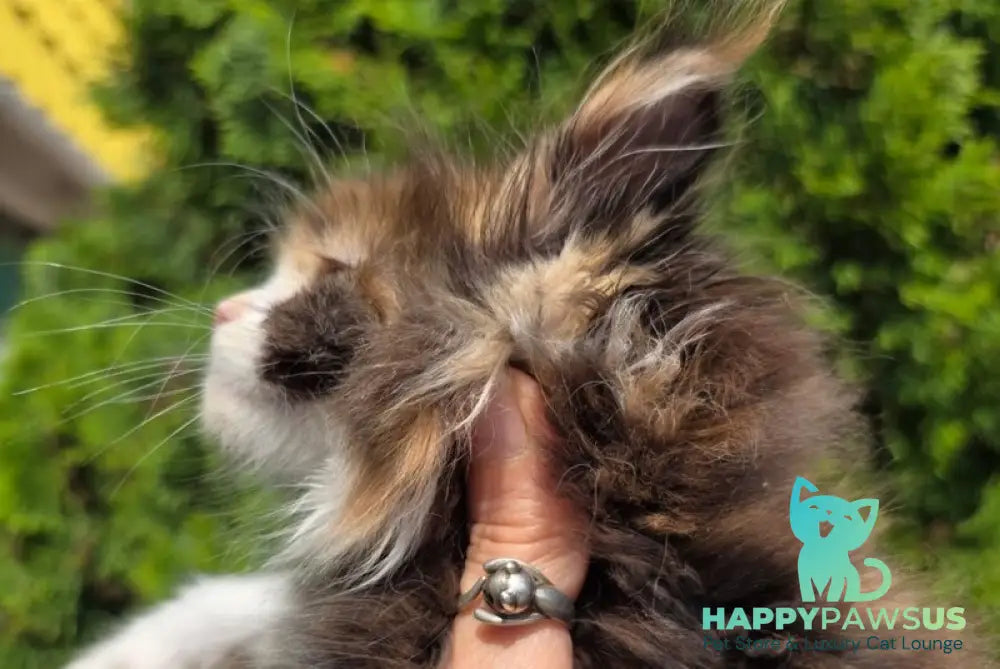 Osen Maine Coon female black tortie bicolour - live animals
