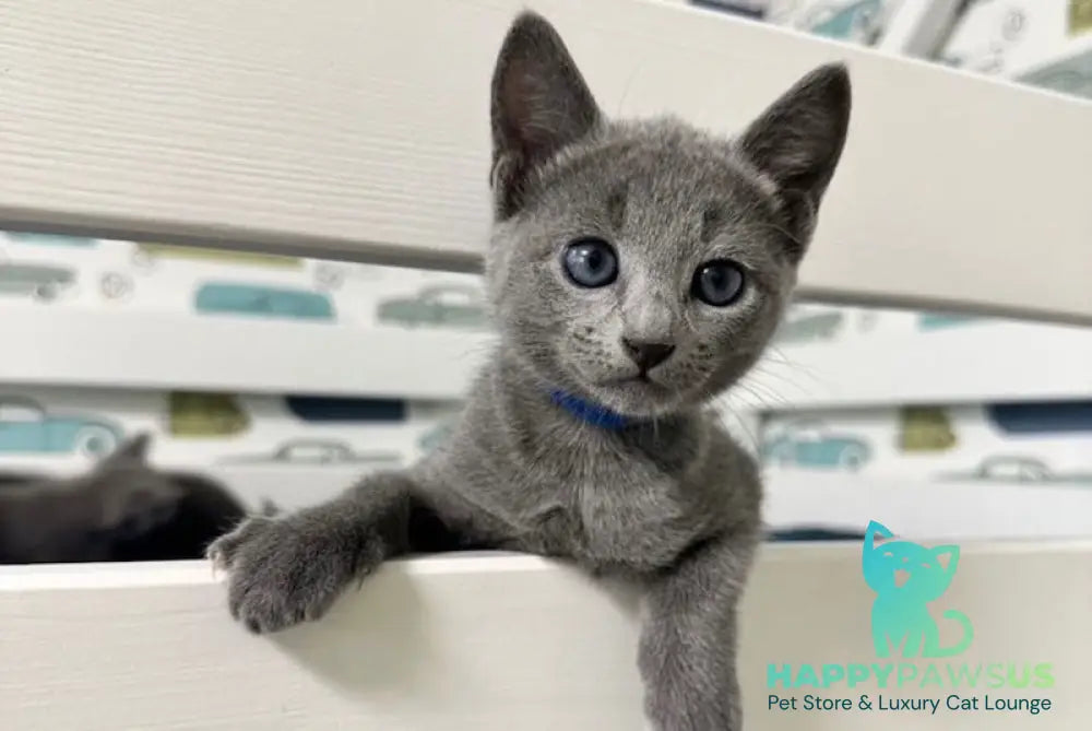 Osiris Russian Blue male blue - live animals