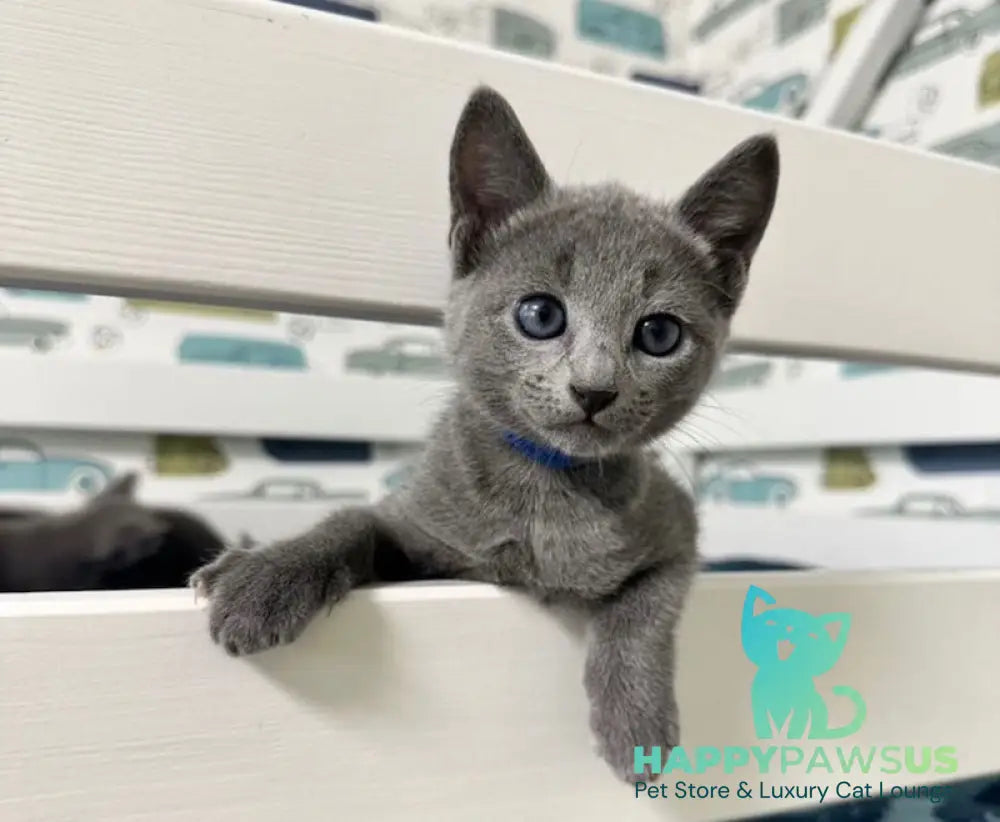 Osiris Russian Blue male blue - live animals
