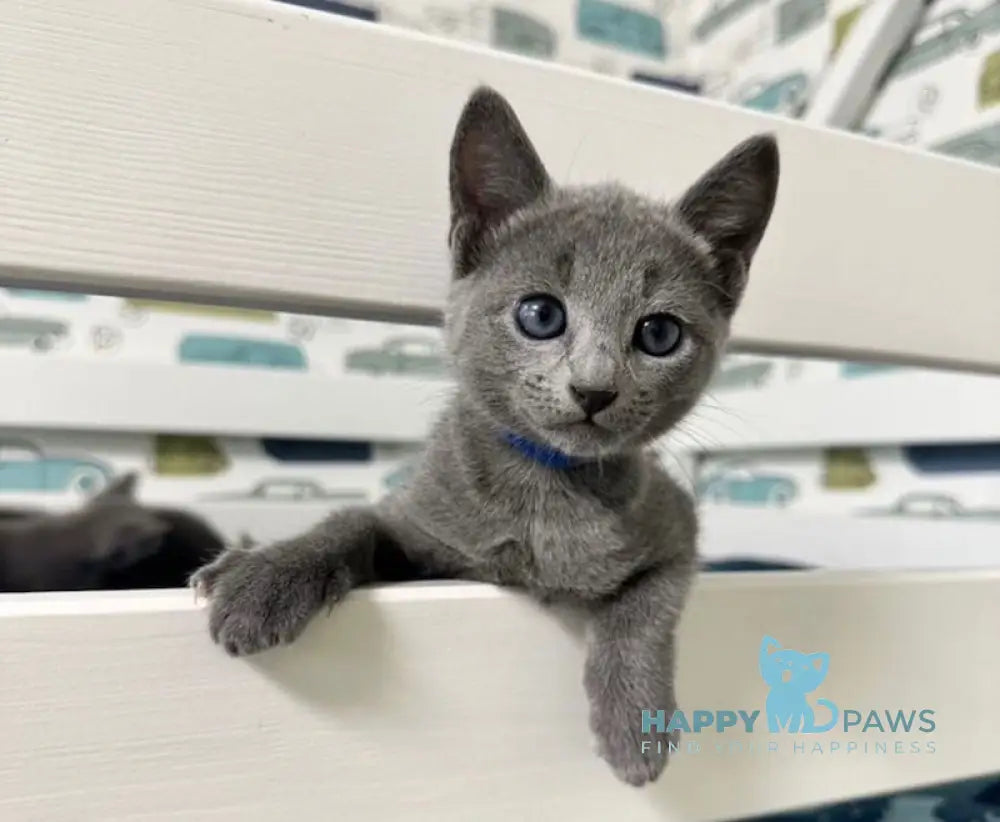 Osiris Russian Blue male blue - live animals