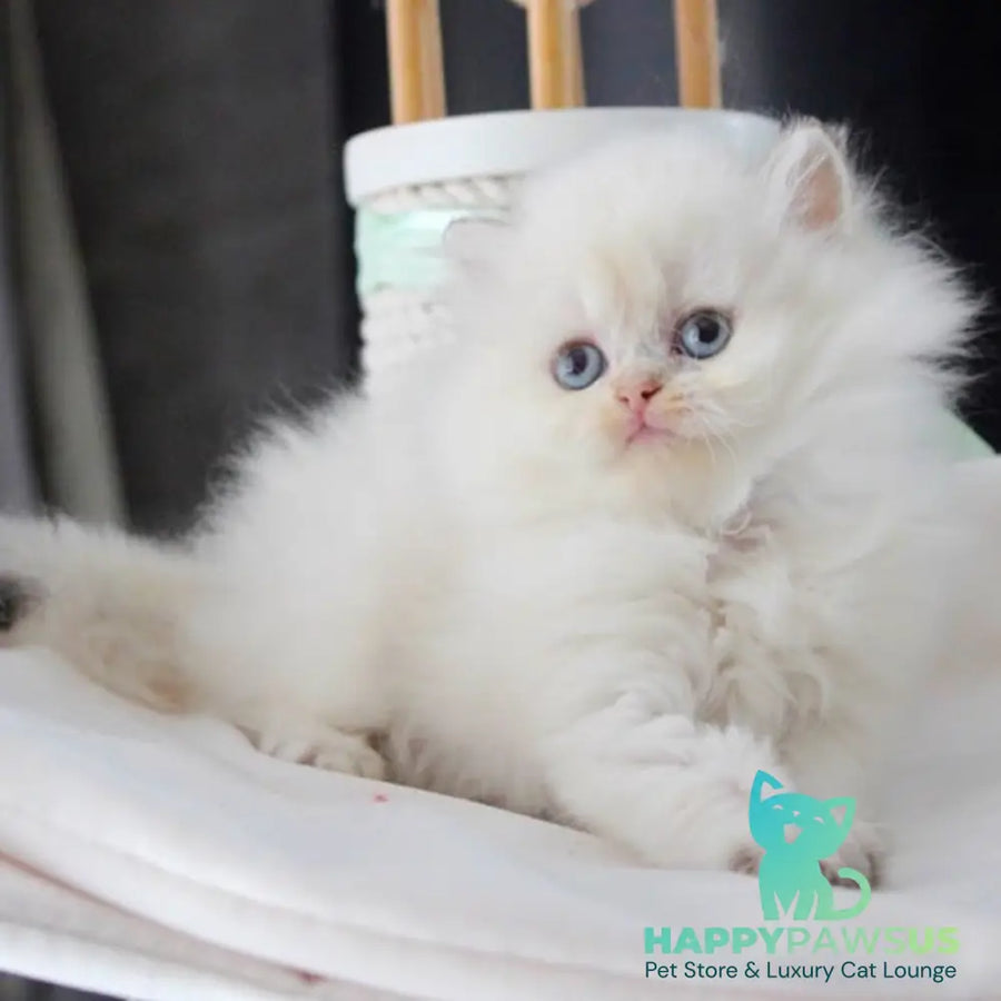Oskar British Longhair male blue golden shaded - live animals