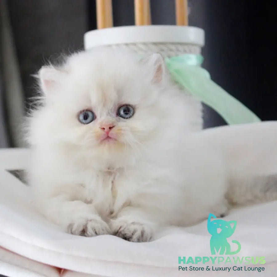 Oskar British Longhair male blue golden shaded - live animals