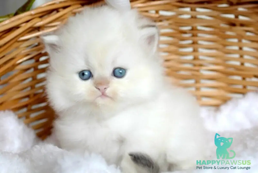 Oskar British Longhair male blue pointed - live animals