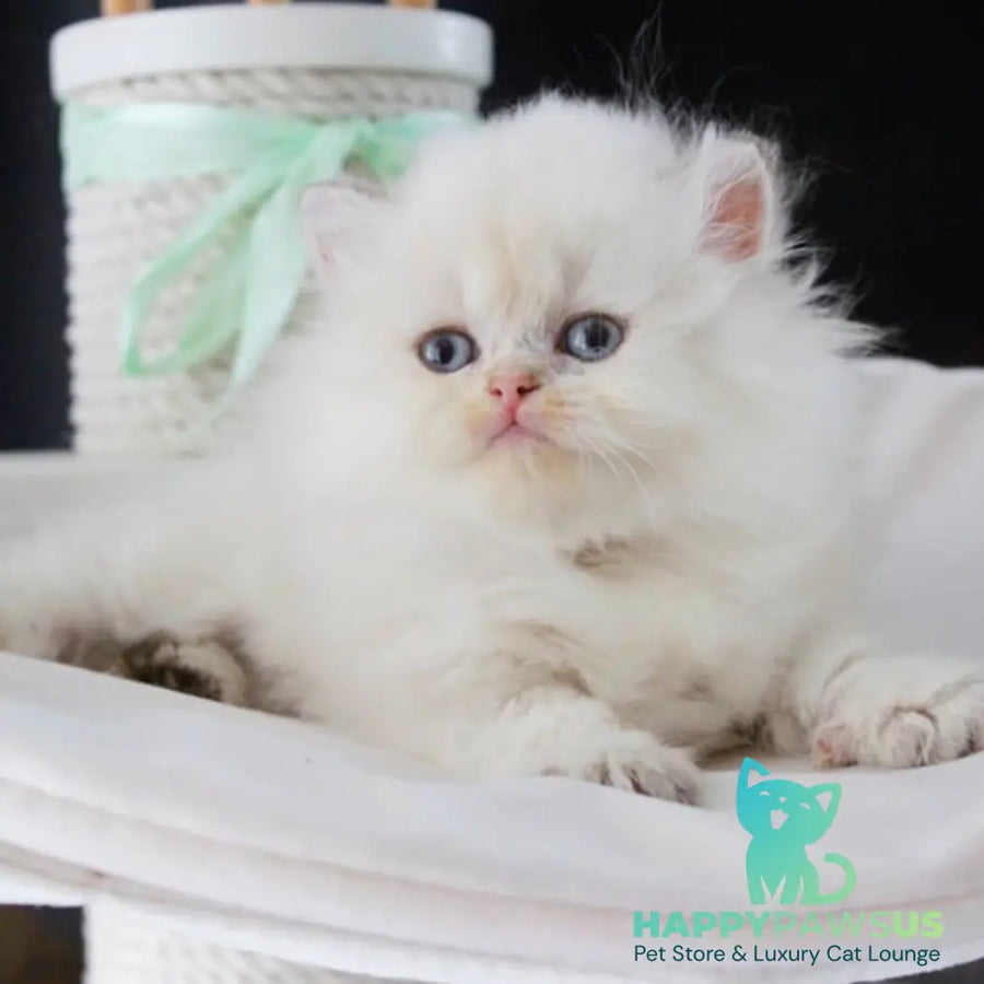 Oskar British Longhair male blue golden shaded - live animals