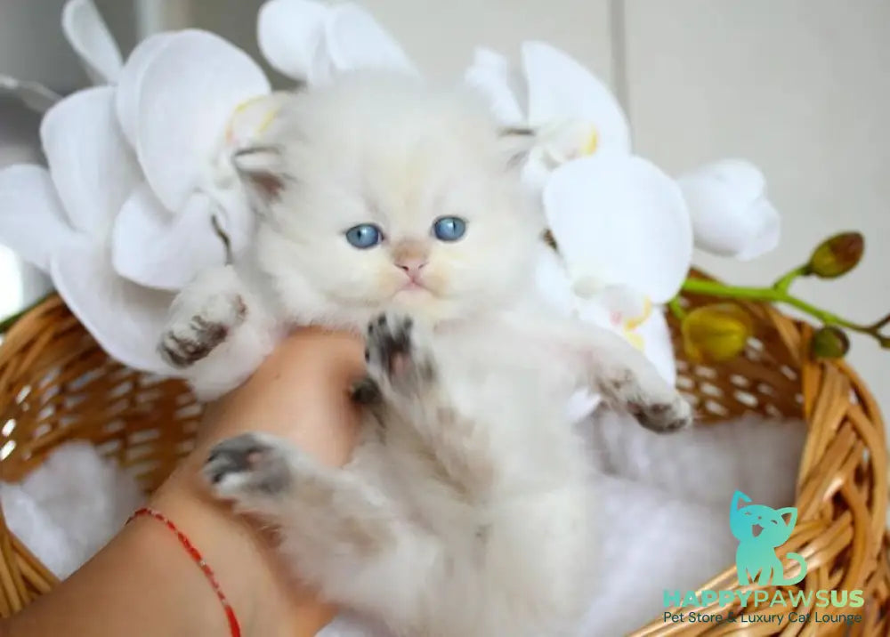Oskar British Longhair male blue pointed - live animals