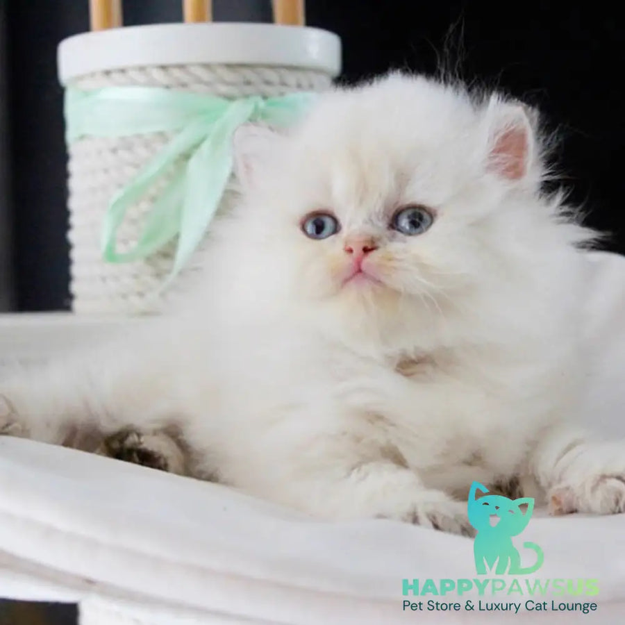 Oskar British Longhair male blue golden shaded - live animals