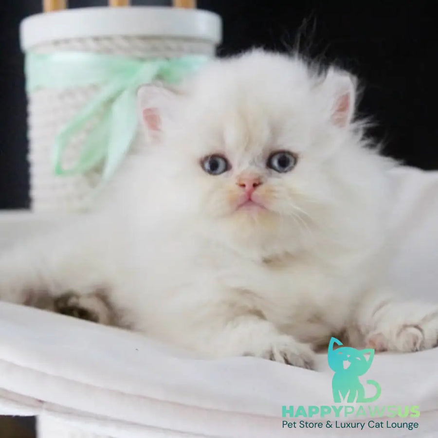 Oskar British Longhair male blue golden shaded - live animals